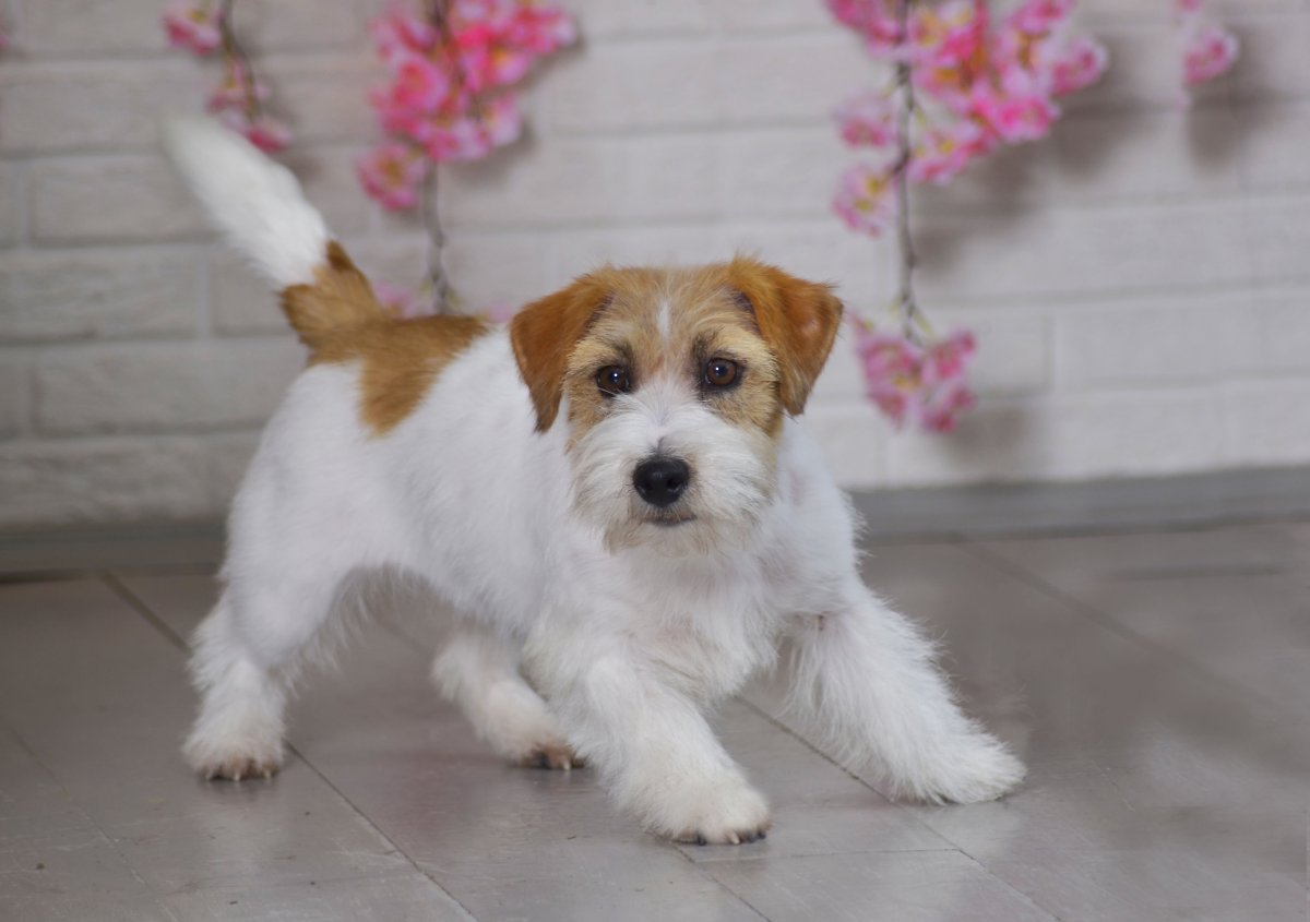 Собака Джек Рассел терьер