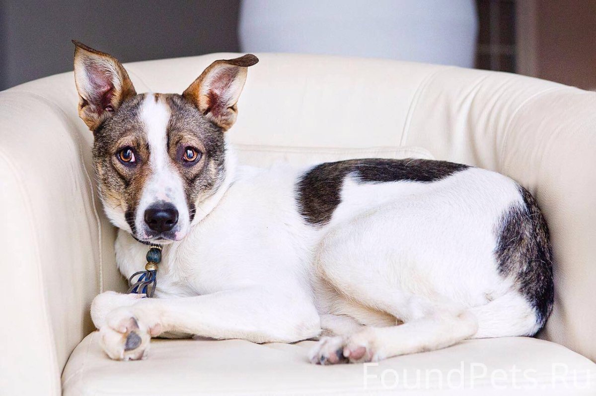 Метисы Джек Рассел терьера