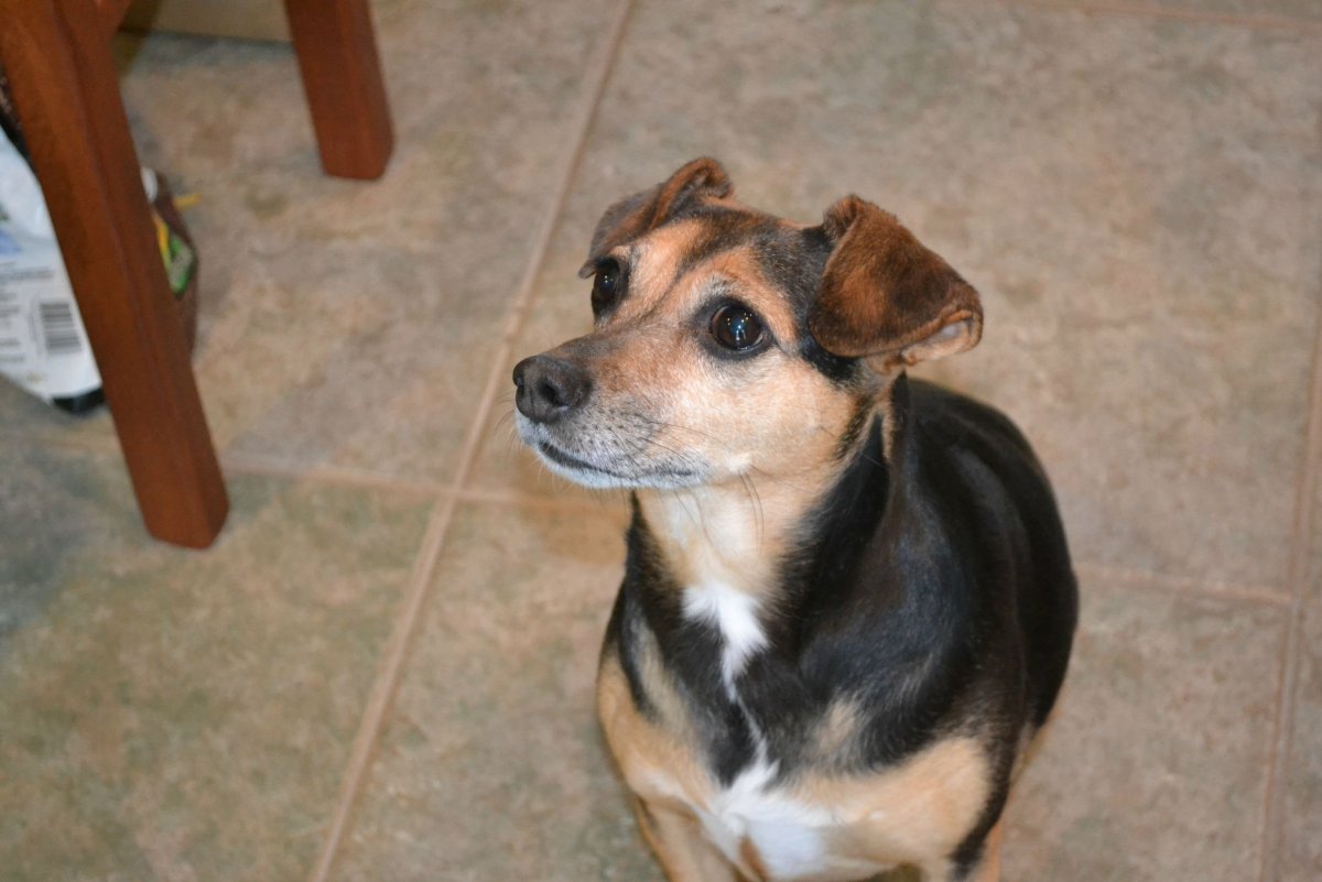 Метис Джек Рассела и Йорка