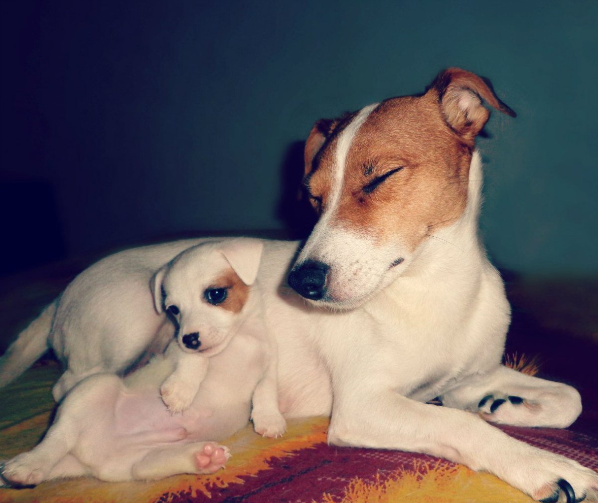 Найти объявление отдам в добрые руки Джек Рассел метиска