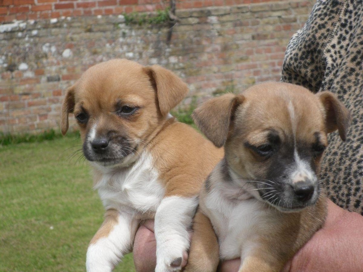 Собака маленькая трехцветная