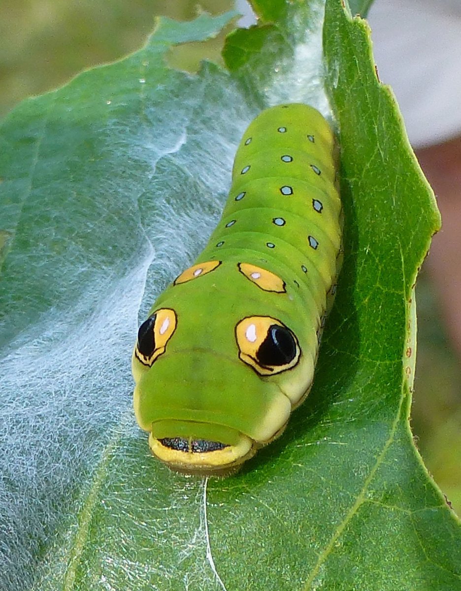 Papilio Troilus гусеница бабочка