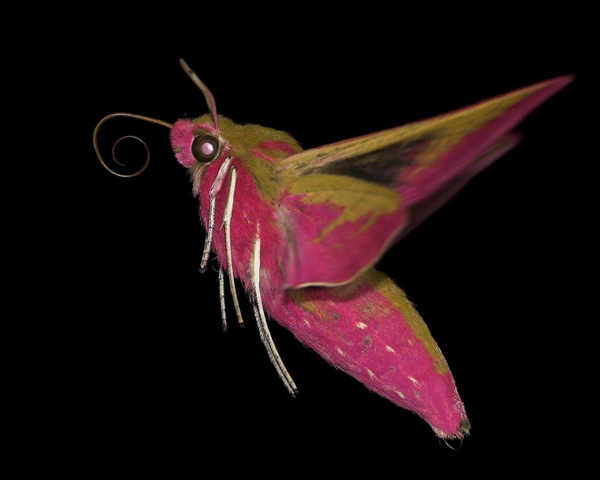 Винный Бражник (Deilephila elpenor