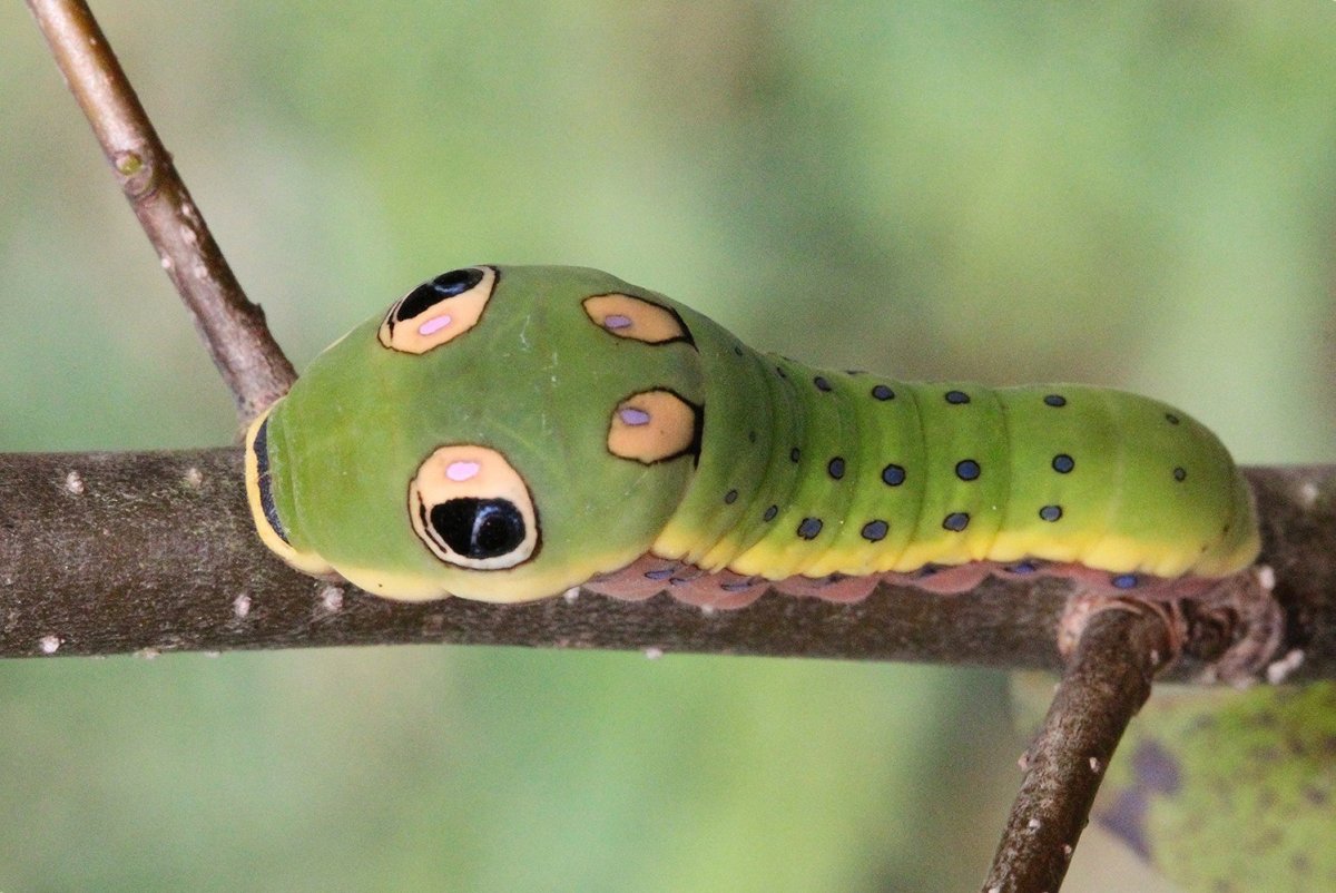 Papilio Troilus гусеница