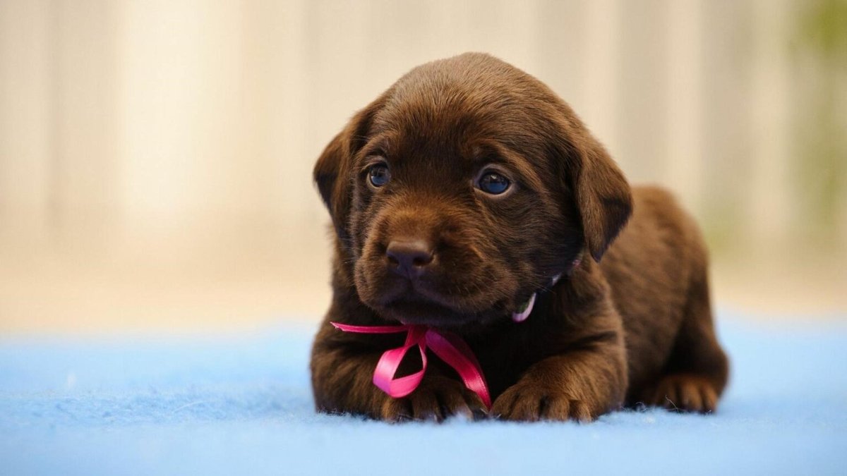 НГ поздравление с щенком