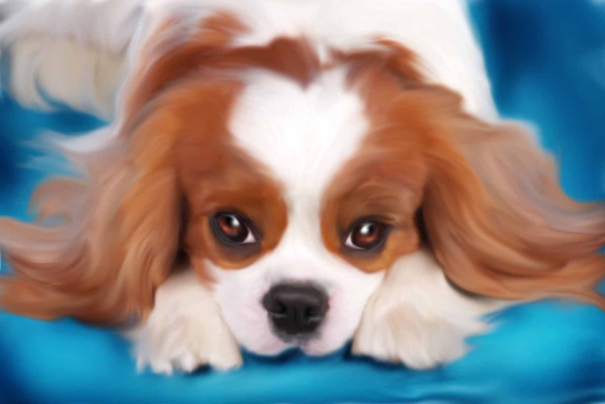 Собака Кинг Чарльз спаниель