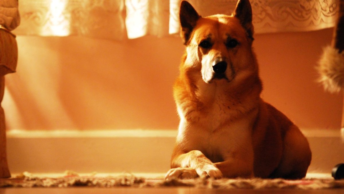 Собака в шапке и шарфе