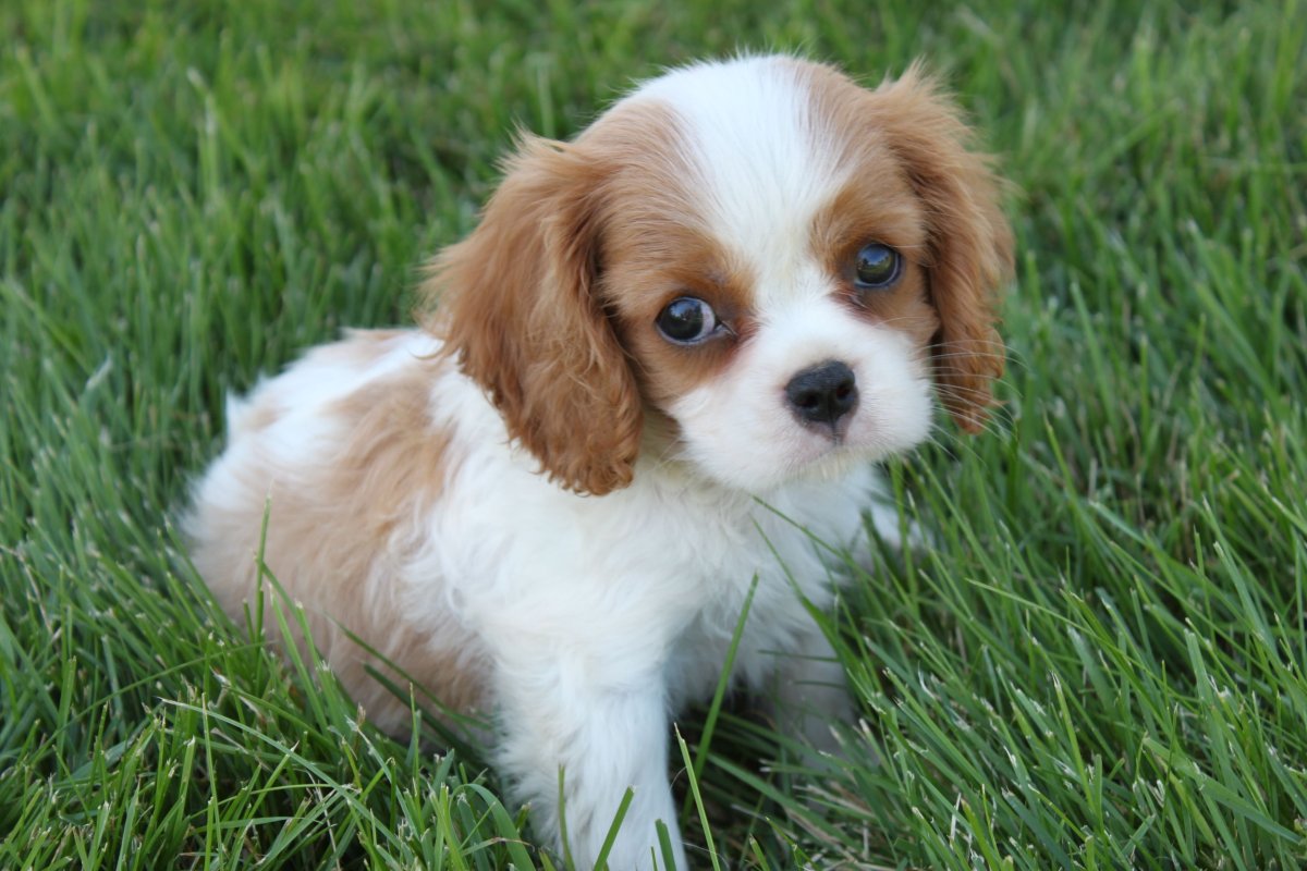 Кинг Чарльз спаниель курносый