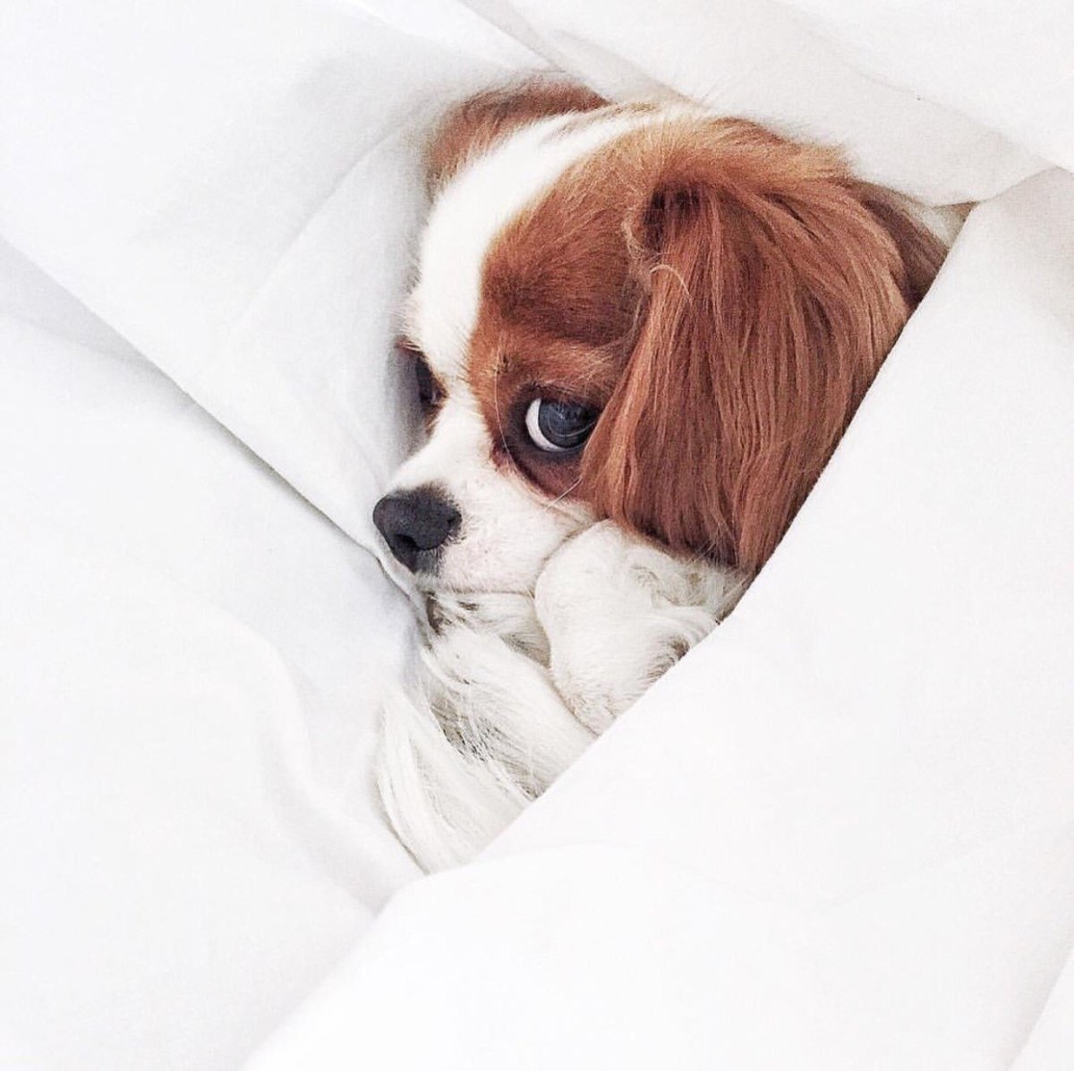 Собака Бородиной