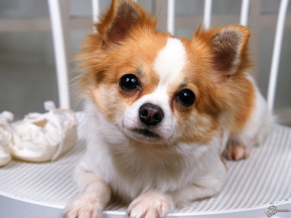 Домашние собачки маленькие породы