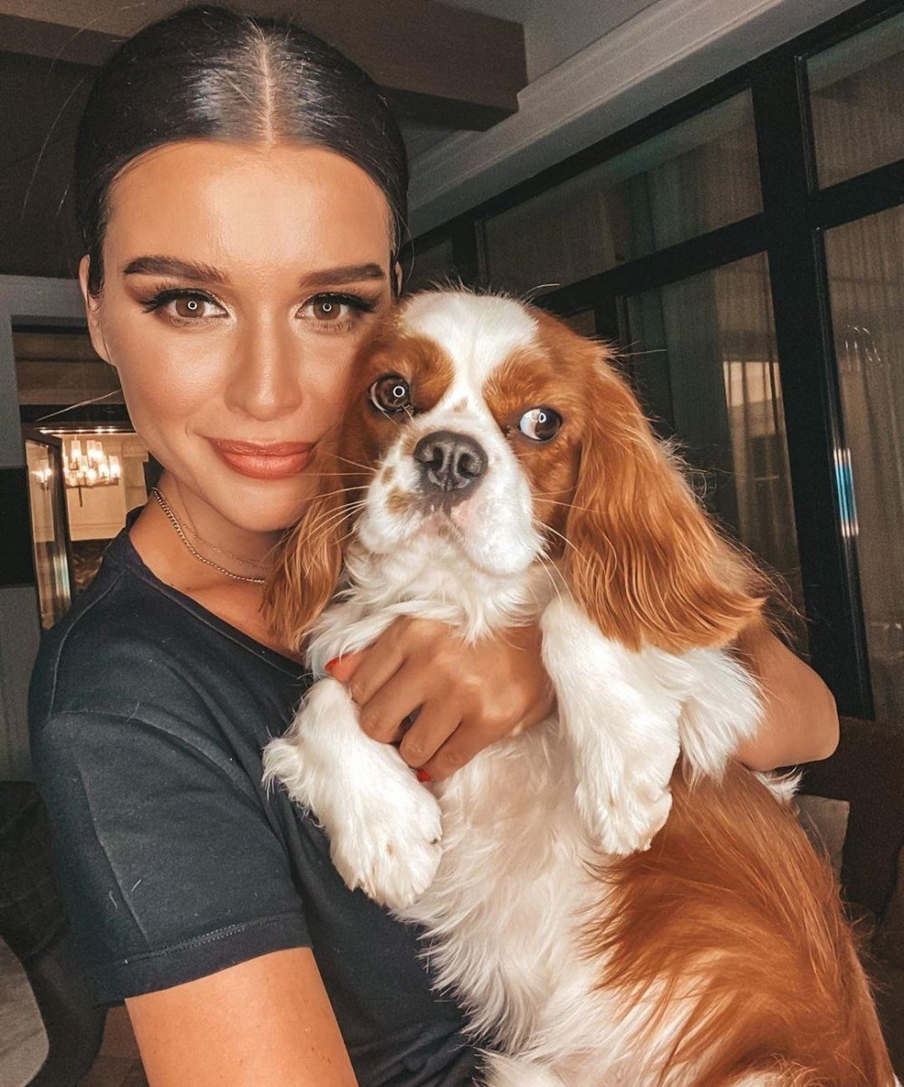 Собака на однотонном фоне