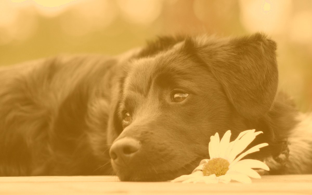 Обои на рабочий стол щенок с ромашкой