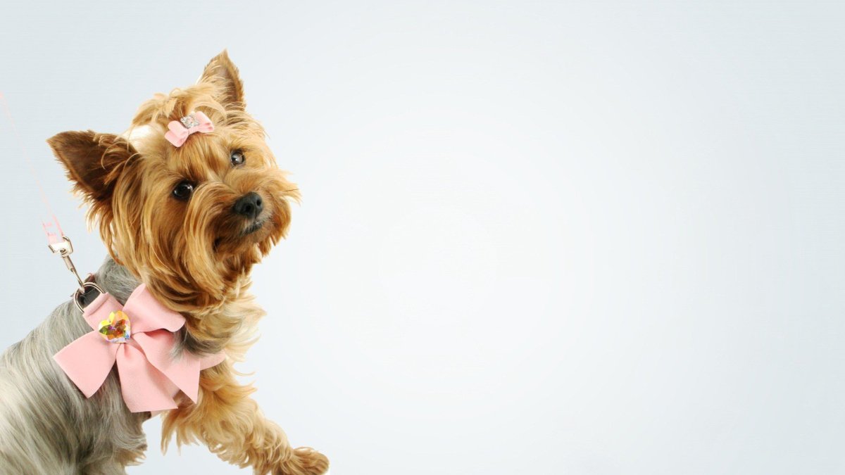 Собака с цветком