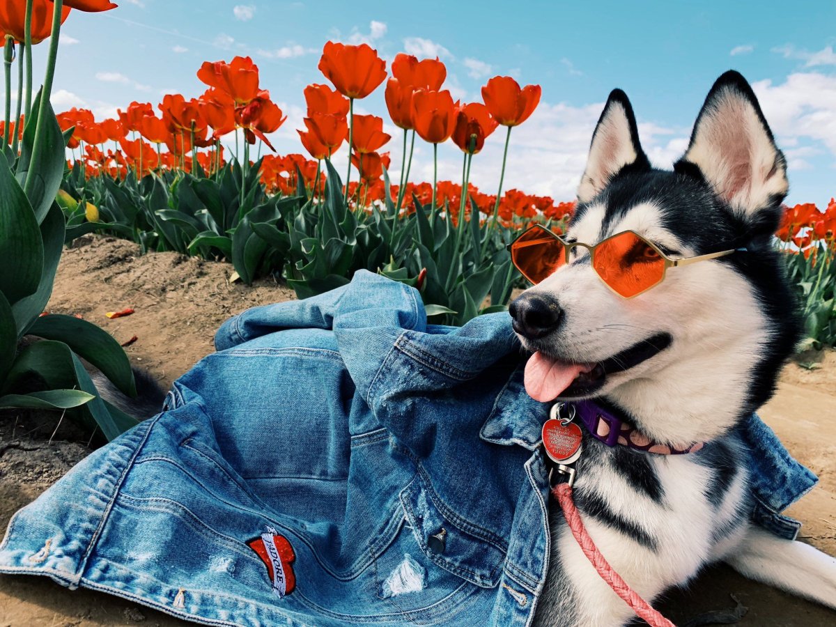 Стаффордширский терьер Лаванда