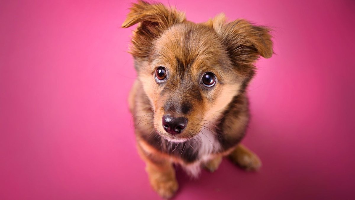 Хатико на рабочий стол