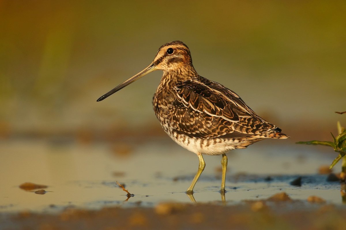 Кулик Бекас