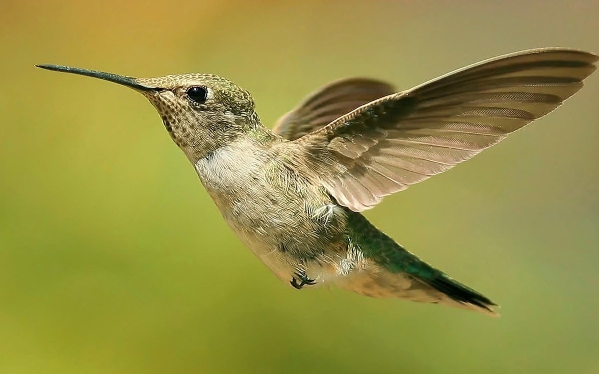 Бирюзовая хохлатая мухоловка