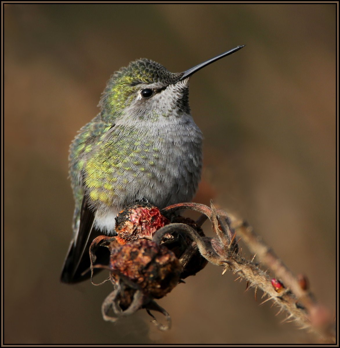Птичка с длинным клювом