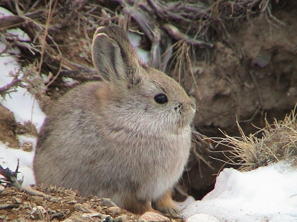 Айдахский кролик, кролик-Пигмей