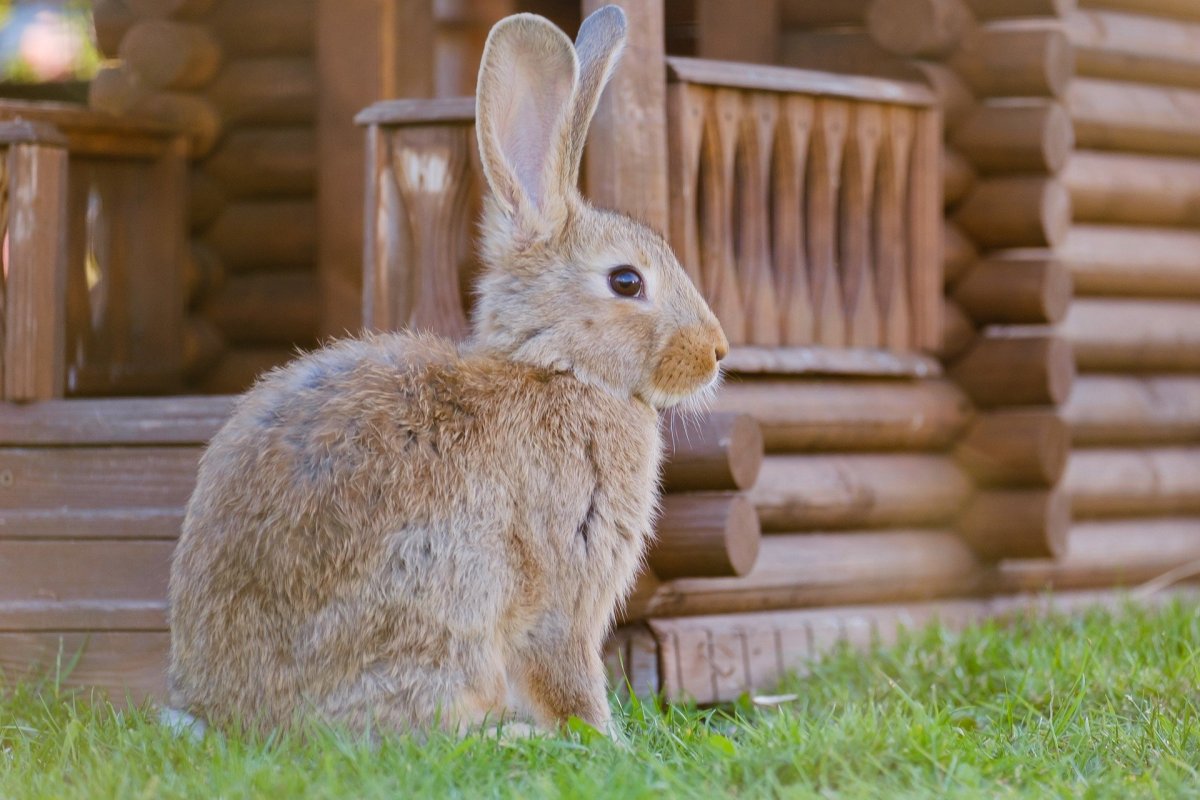Заяц Беляк в Московском зоопарке