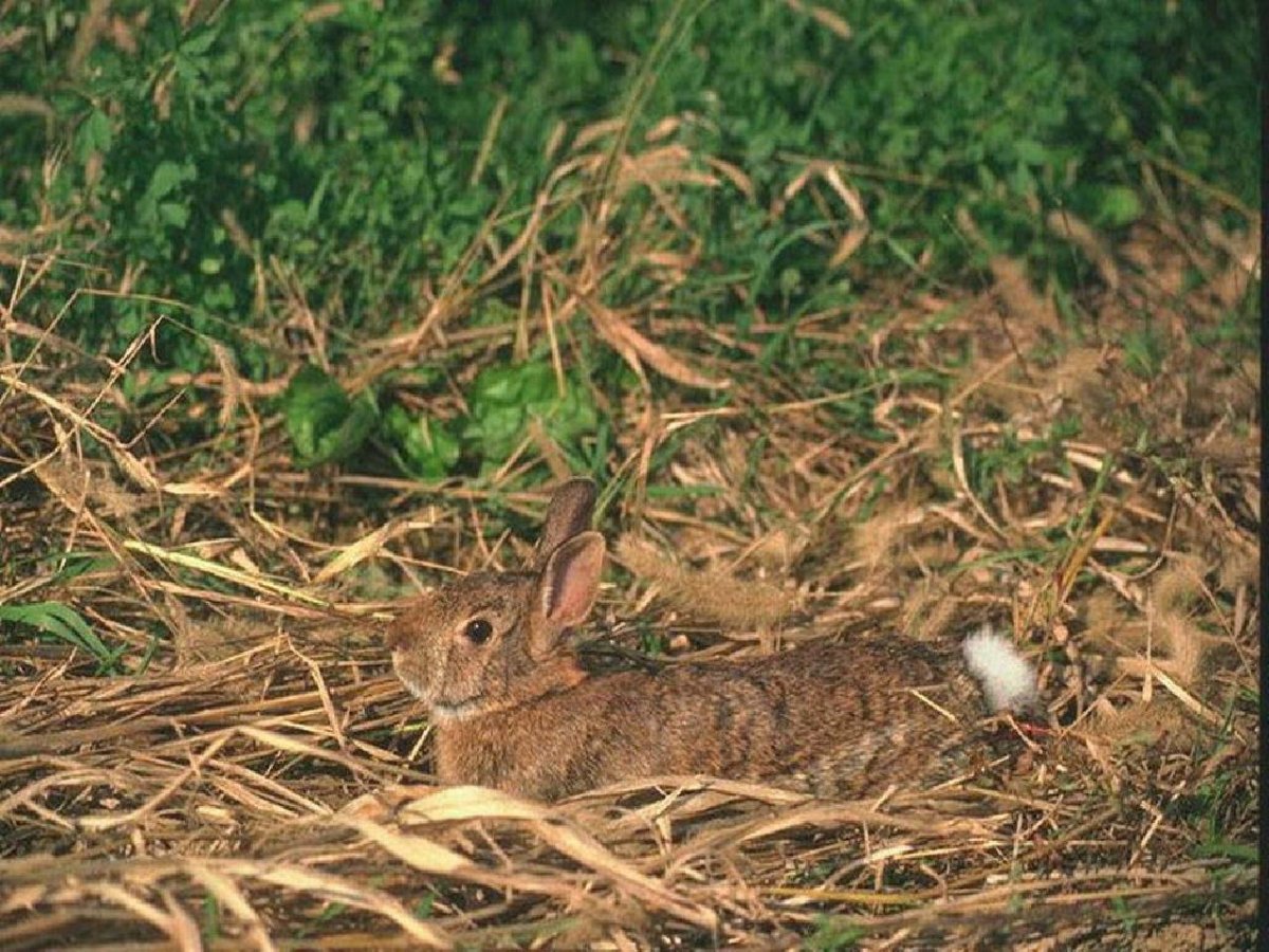 Нора зайца-русака