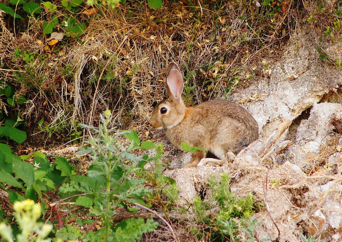 Нора зайца-русака