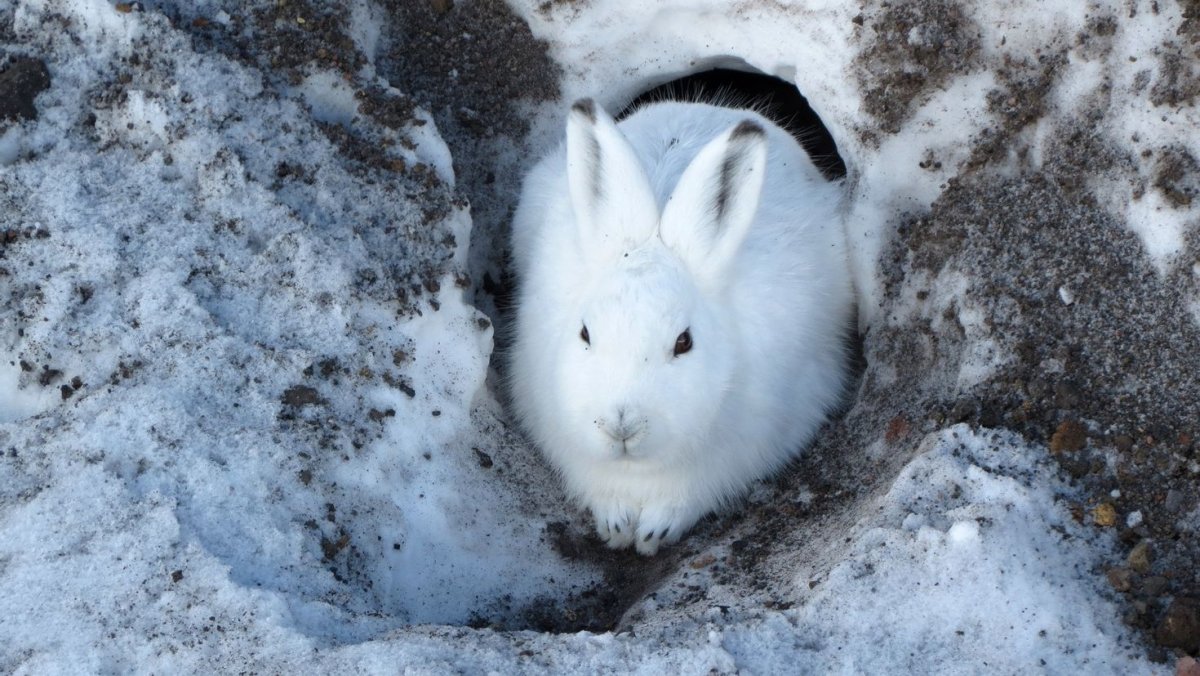 Заяц Беляк Нора