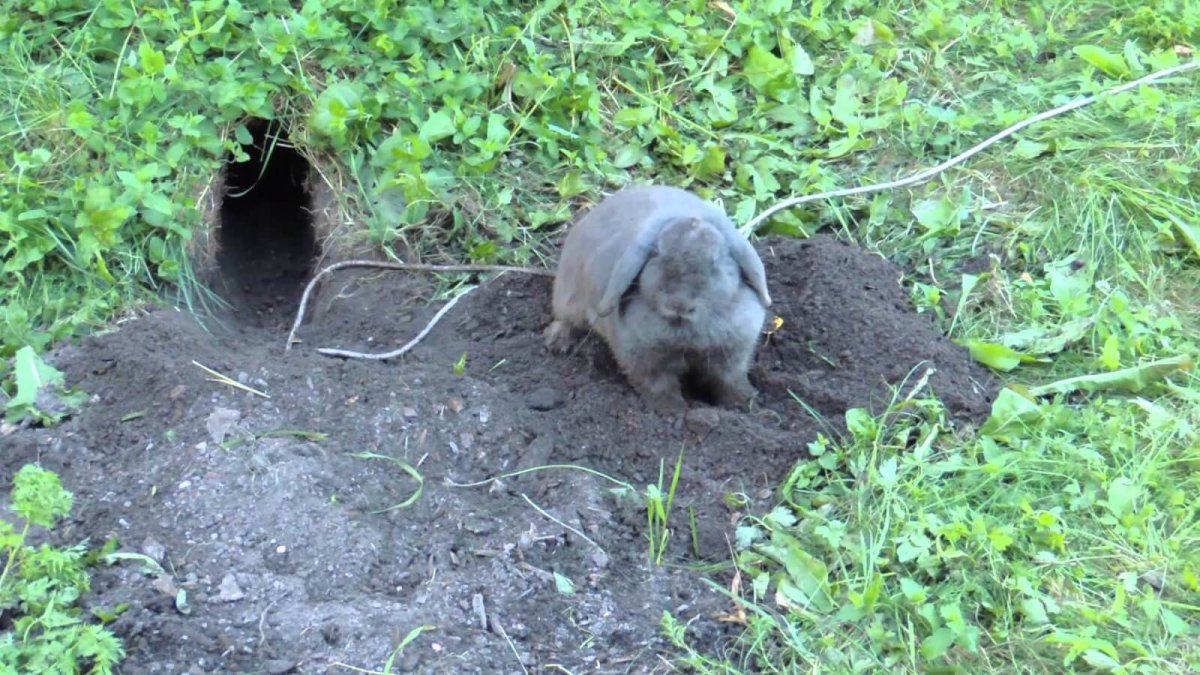 Кролик в норке