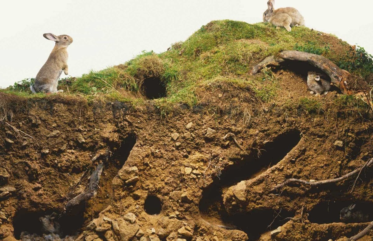 Заячья Нора