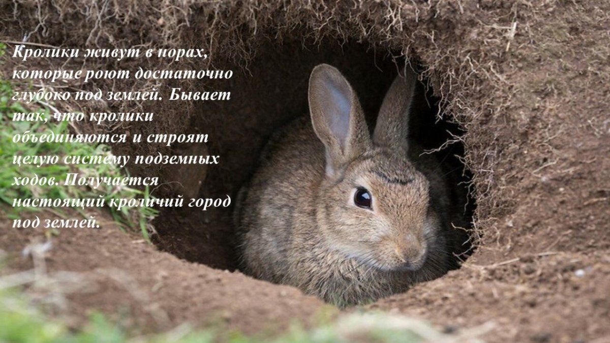 Нора зайца-русака