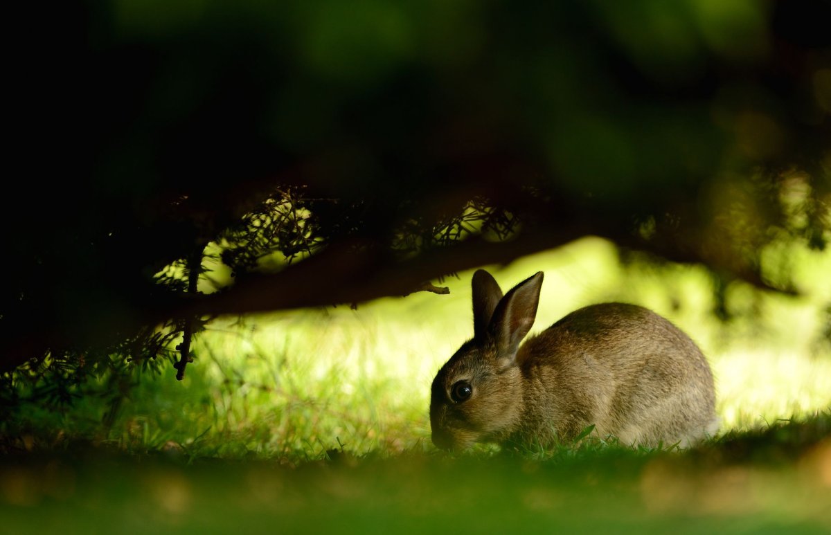 Нора зайца в природе