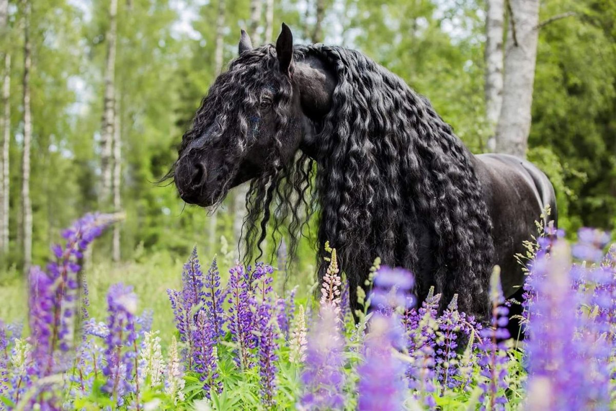 Фриз Фризская лошадь