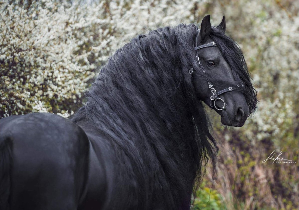 Фризская лошадь черная Жемчужина