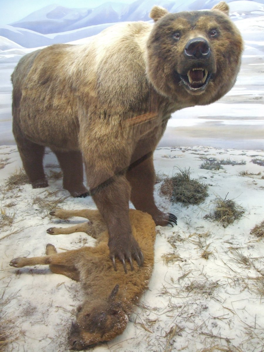 Смилодон фаталис