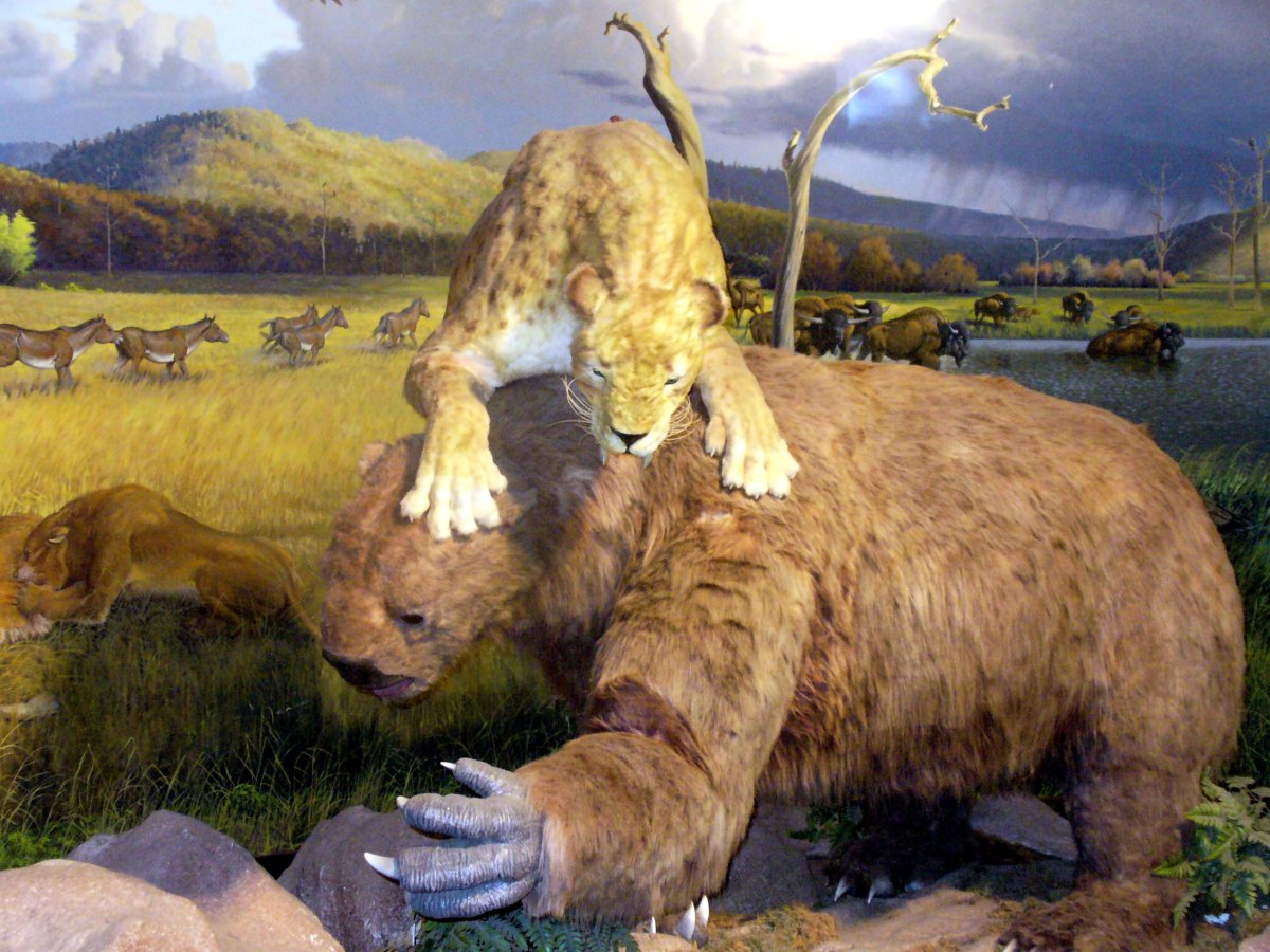 Волшебник изумрудного города Саблезубые тигры