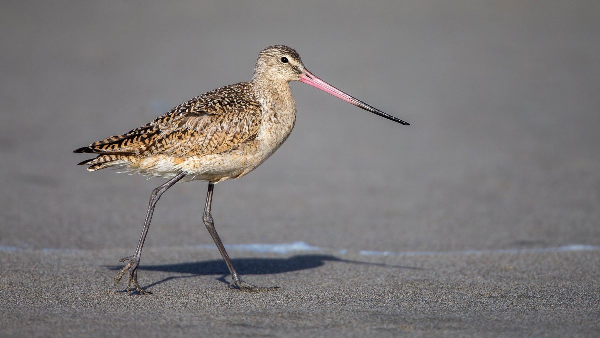 Крачка Инка