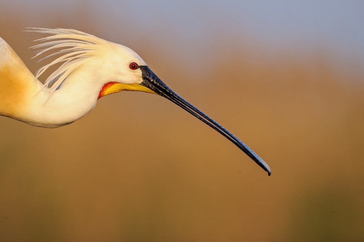 Бекас Кулик птица