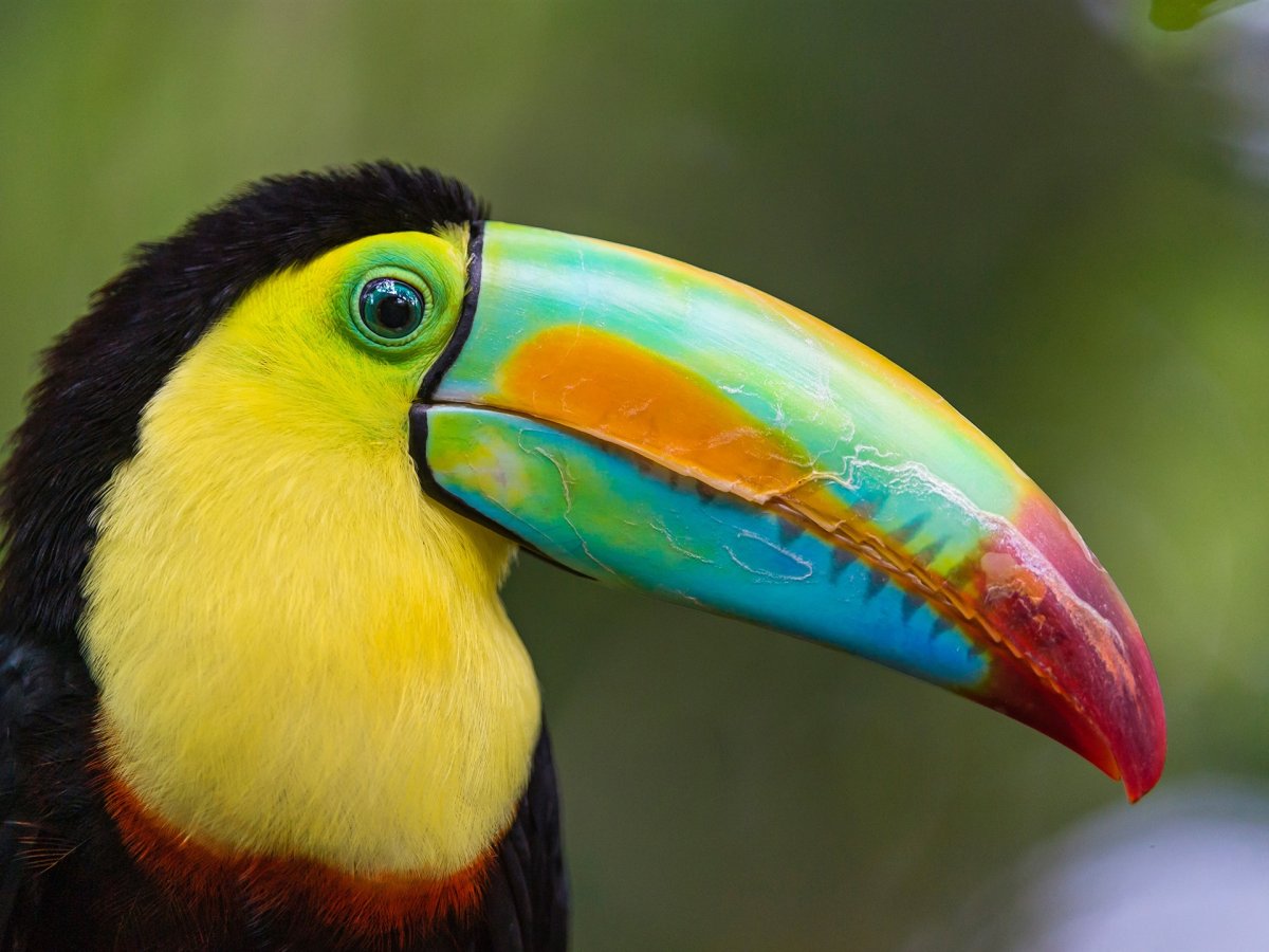 Изумрудно коричнево голубой Зимородок