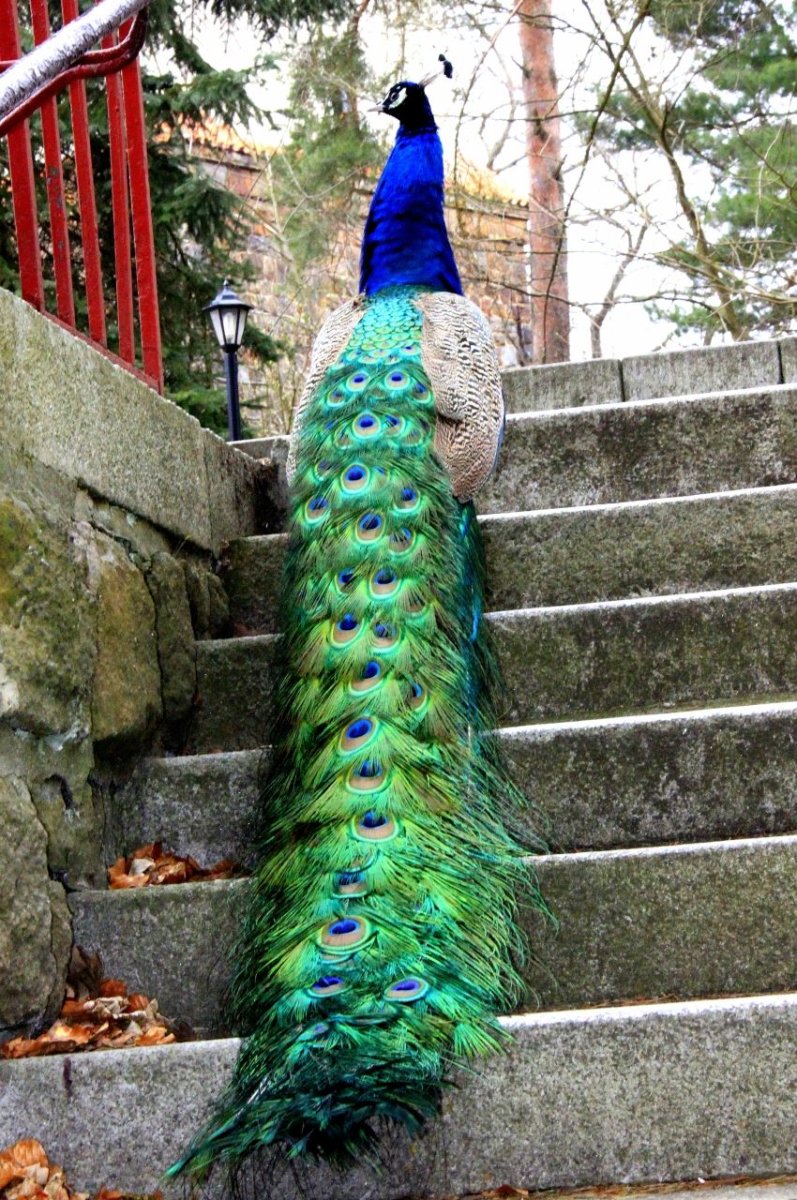 Павлин с раскрытым хвостом Радужный