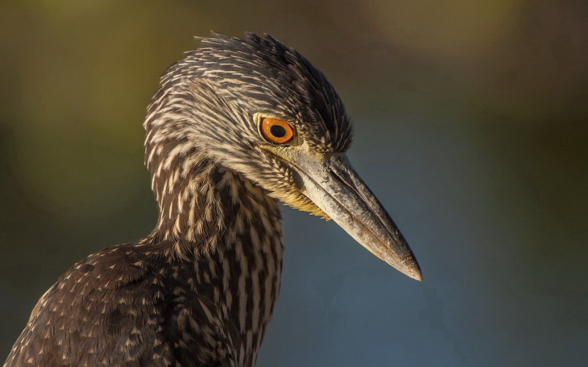 Зимородок с красным клювом