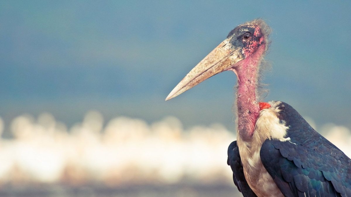 Птичка с длинным клювом