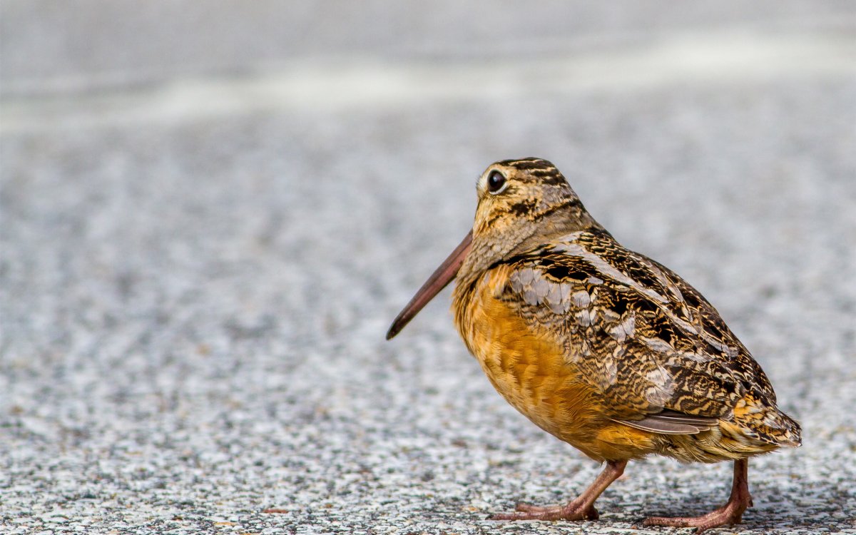 Мечеклювый Колибри