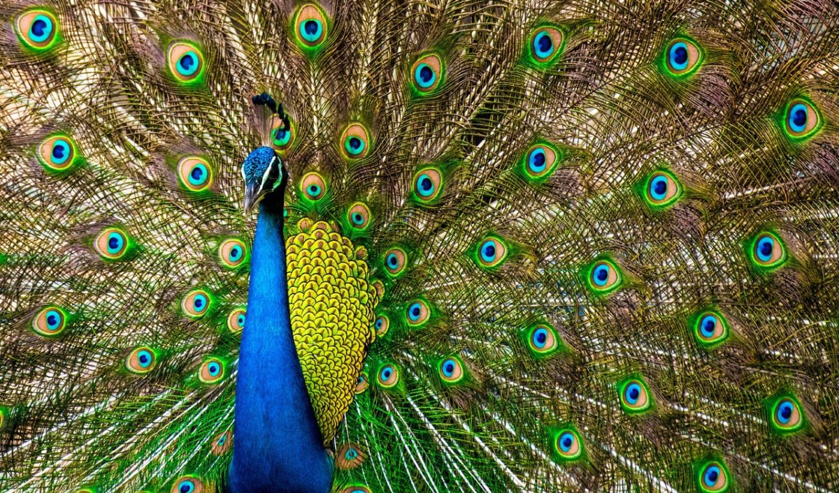 Амаркорд Павлин