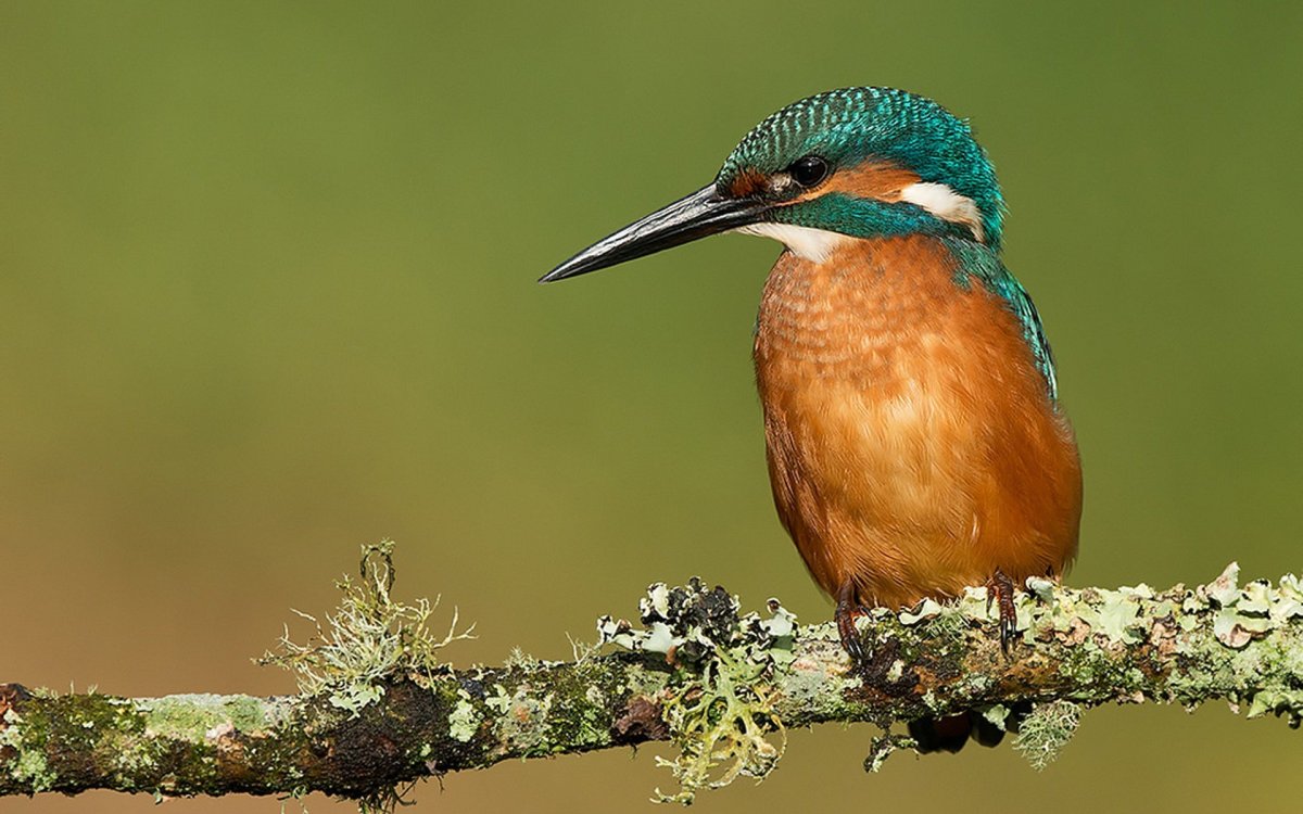 Птичка с длинным клювом