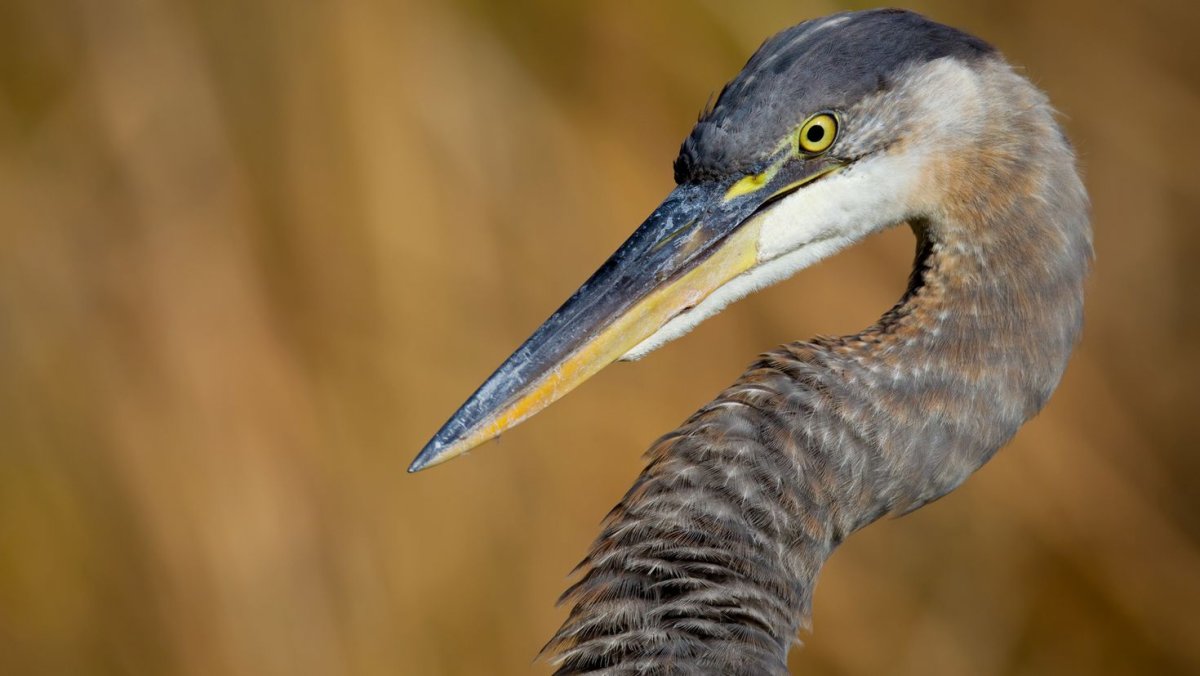 Вальдшнеп и кроншнеп