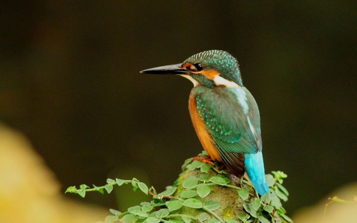 Колибри с загнутым клювом