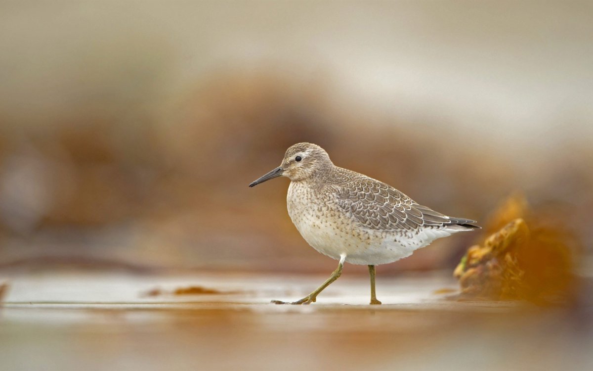 Птица с зеленой спинкой