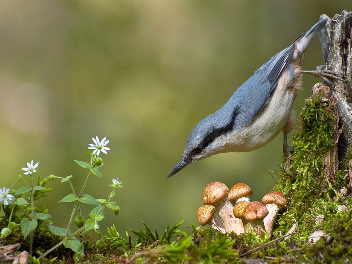 Лесные птицы поползень
