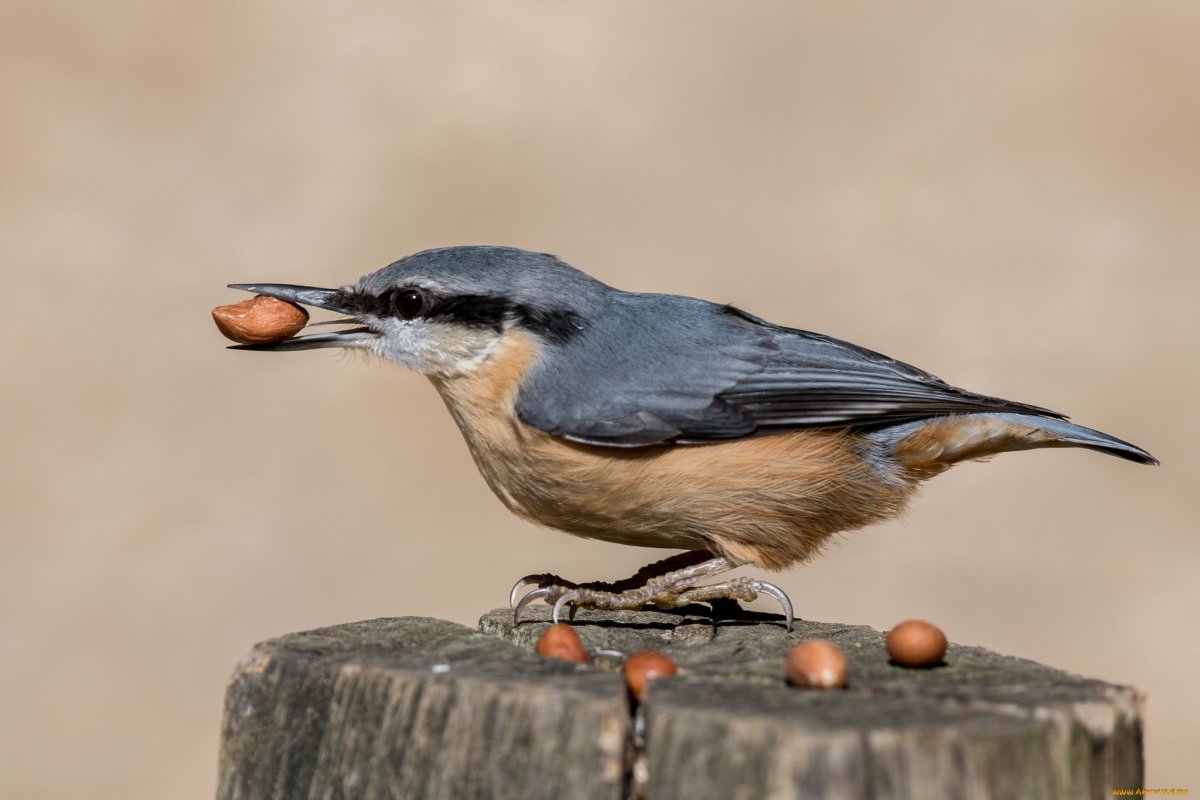 Алжирский поползень