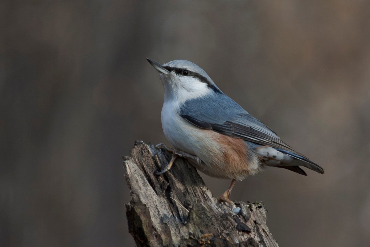 Обыкновенный поползень птицы